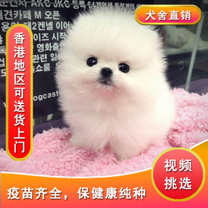 香港出售白色黄色博美俊介茶杯犬幼犬长不大小型宠物狗送上门到付