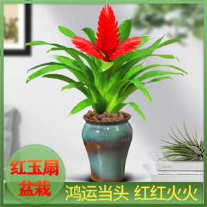 红玉扇盆栽室内办公室绿植卡丽红招财手桌摆花卉客厅植物四季常青