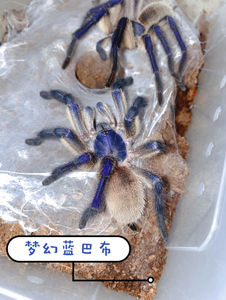 异想天开 梦幻蓝巴布 5到13cm穴栖型可群养宠物蜘蛛 行走的猕猴桃