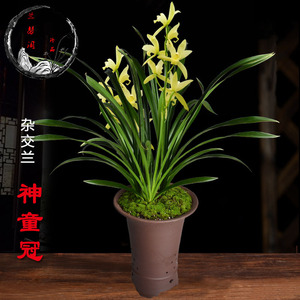 名贵品种兰花苗神童冠金边线艺矮种带花苞浓香好养易活室内茶几