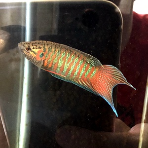 中国斗鱼 普叉 菩萨鱼 盘皮丝 花手巾旁皮婆 蓝叉 黑叉活体冷水鱼