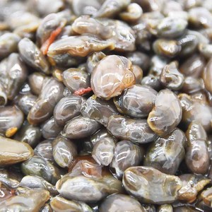 福建泥螺腌泥螺无沙个大即食黄泥螺闽东海鲜特产小吃350g包邮