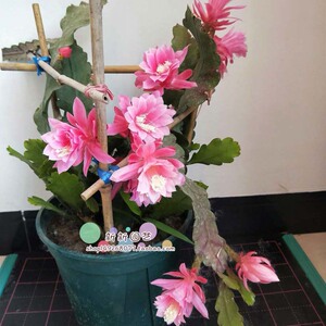 粉色花卉 江南小粉令箭荷花 进口品种 多瓣 花孔雀 粉色系花卉