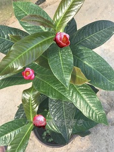 越南四季海棠大叶抱茎茶花带花苞鲍茎茶树苗室内室外四季常绿植物
