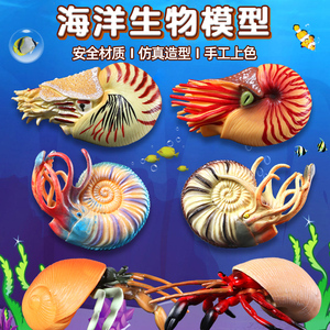 仿真海洋生物模型鹦鹉螺玩具菊石寄居蟹塑料儿童科教礼物摆件