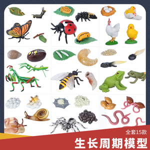仿真昆虫模型蝴蝶生命生长周期蚂蚁动物玩具青蛙蚂蚁蚊子儿童科教