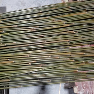 新鲜小竹竿细又长实心竹子竹棍子景观竹盆景diy制作花艺园艺材料