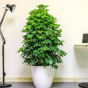 招财树 鸭脚木 南昌同城配送发财树摇钱树幸福树艺术盆景南昌花卉