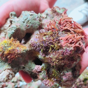 【可视频选石】免爆藻海水活石珊瑚石海水鱼深海活石一图一发