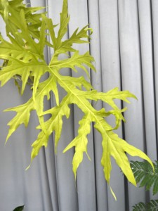 花之旅花卉老庄瓦萨维奇黄金春羽蔓绿绒热带雨林植物室内观叶盆栽