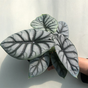 花之旅花卉白犀牛海芋荷兰进口ins热带雨林观叶绿植盆栽室内好养