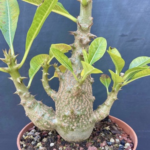 温莎瓶干pachypodium baronii var. windsorii棒槌一物一拍包邮