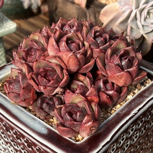 多肉紫水晶玫瑰状态图图片