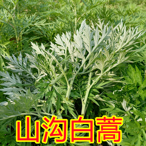 唯一的存在旭儿淘宝野生蒿子尖白蒿现摘嫩尖蒿草蒿菜野菜茵陈小艾草