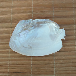 天然贝壳打磨鱼形珍珠贝大蚌壳鼠尾草创意烟缸香皂盒家居装饰摆件