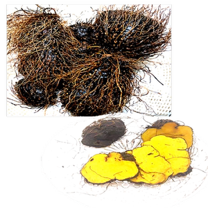 新鲜黄药根 黄独 黄药子根 黄药 野生中药材 黄药子特级500g包邮