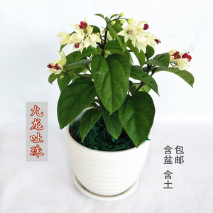 龙吐珠花盆栽花卉观花植物室内花客厅吸甲醛四季开花桌面绿植包邮