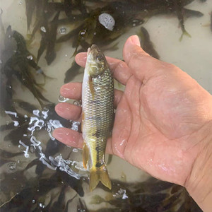 千岛湖溪水石斑鱼鲜活光唇鱼淡水溪水鱼石坑小鱼活鱼节斑鱼小杂鱼