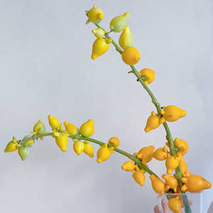 五代同堂黄金果