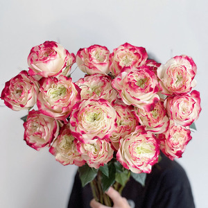 apple jack苹果杰克玫瑰鲜花云南直发插花水养耐养花期长顺丰空运