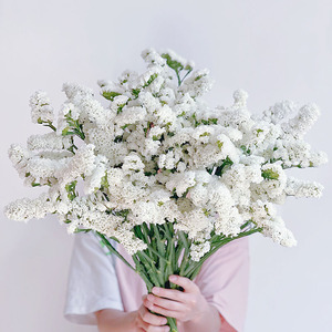 白色aa级勿忘我鲜花云南直发插花水养可做干花花期长送长辈顺丰
