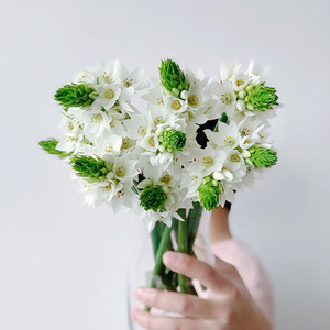 精致耐养限量白色迷你雀梅鲜花云南直发插花水养花期长送花顺丰