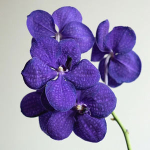 进口高级紫色万代兰鲜花花期长插花水养鲜切花云南斗南直发送花