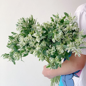 清新小众配材叶上花高山积雪鲜花清新淡雅花束配花云南顺丰空运