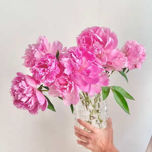 重瓣粉色芍药鲜花云南昆明直发插花水养鲜切花节日送人顺丰空运