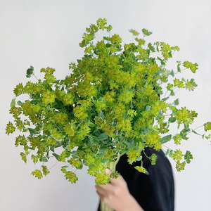 叶上黄金鲜花配花配叶插花水养花艺花束百搭配叶云南直发叶材顺丰