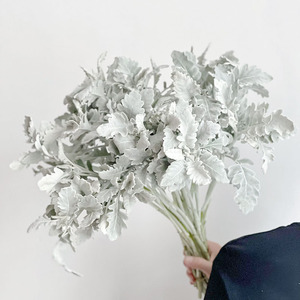 植物界的雪精灵小众独特银叶菊鲜花云南昆明斗南直发花束花艺百搭