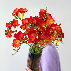 红色小花红色香雪兰鲜花小苍兰鲜切花云南昆明直发年宵花节日插花