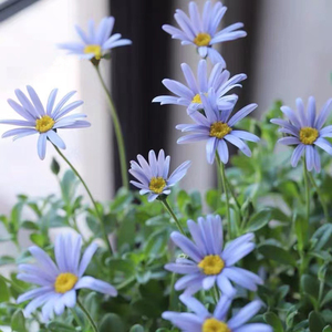 森系园艺 蓝色玛格丽特 盆栽 花叶蓝玛 摩洛哥菊花卉多年生植物