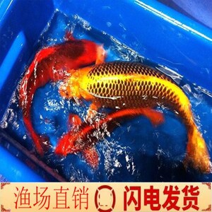 金松叶锦鲤小型