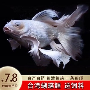 观赏鱼台湾蝴蝶鲤纯种爆头球体短身贵妃龙鲤大尾小鱼锦鲤鱼苗活体
