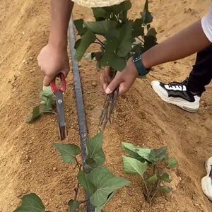 种红薯神器种地瓜栽红薯栽苗器栽红薯苗神器辣椒苗插秧器插苗夹子