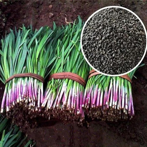 紫根韭菜种子四季种籽子根红根宽叶韭菜蔬菜籽种孑大叶籽多次收获