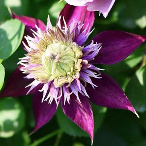 802人付款淘宝火星的花园/26紫子丸/f系四季紫色重