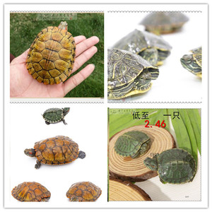 稀有一对中华黄喉海龟活物小乌龟活物七彩小乌龟活物苗草龟鳖外塘