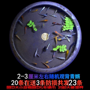 80tlm1986917淘宝魔法小鱼鳉鱼可孵化小鱼太空鱼套装 青鳉 水 土=鱼