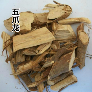 中草药五爪龙