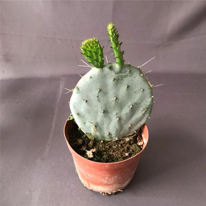 新品对肺好圆镜大盆丸仙人镜多肉仙人掌盆栽  室内阳台易养防辐射