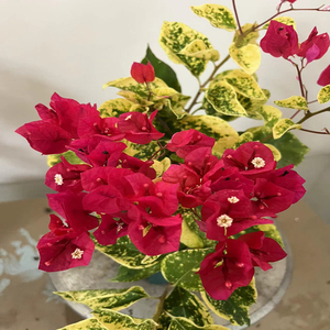 三角梅品种汇卡亚塔六翼天使紫桑巴原盆带花发货易养护花卉盆栽