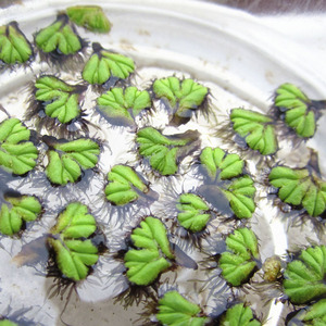 稀有珊瑚萍浮苔浮萍水生植物浮性水草鱼缸净化水质