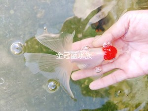 凤高金鱼与凤鹤图片