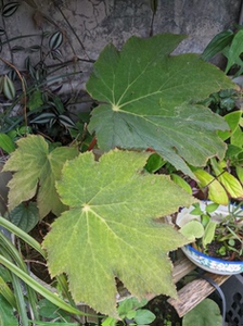 莲叶秋海棠  瓜叶 奇花异草原生美化植物 阳台庭院绿化绿植盆栽