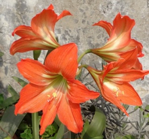 广西原生橙色飞燕朱顶红 家居美化植物 客厅庭院绿化绿植盆栽