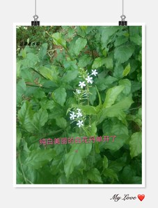 野生新鲜白花丹 千里及 猛老虎 白雪花 千槟榔 一见消500克