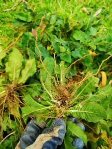 野生地胆头新鲜地胆草根红花地斩头广东煲汤料全草1斤包邮