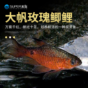 大帆玫瑰鲫钻石鲫脂鲤科鱼淡冷水原生鱼虎皮丽丽鱼曼龙火山鳑鲏